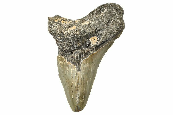 Partial, Fossil Megalodon Tooth - North Carolina #381539